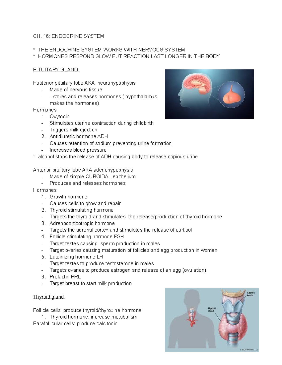 Endocrine System Fill In The Notes Key - 1330 - Studocu