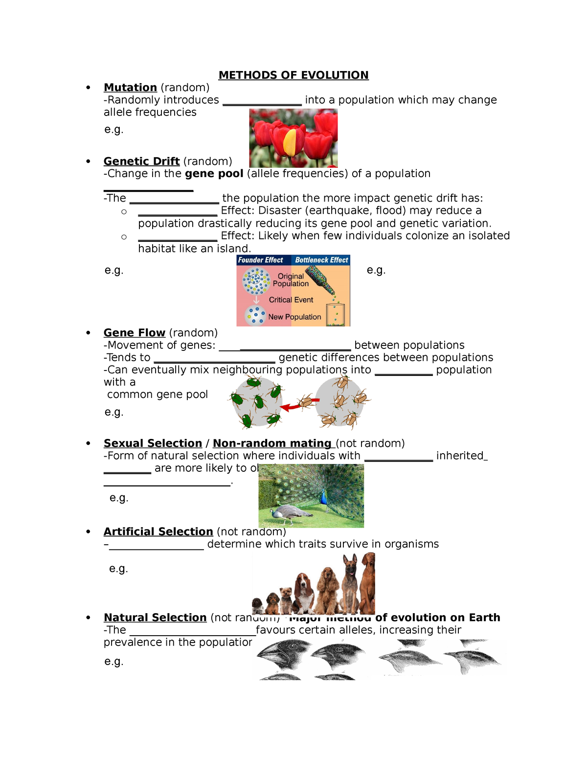 Methods of Evolution - NOTES - METHODS OF EVOLUTION Mutation (random ...