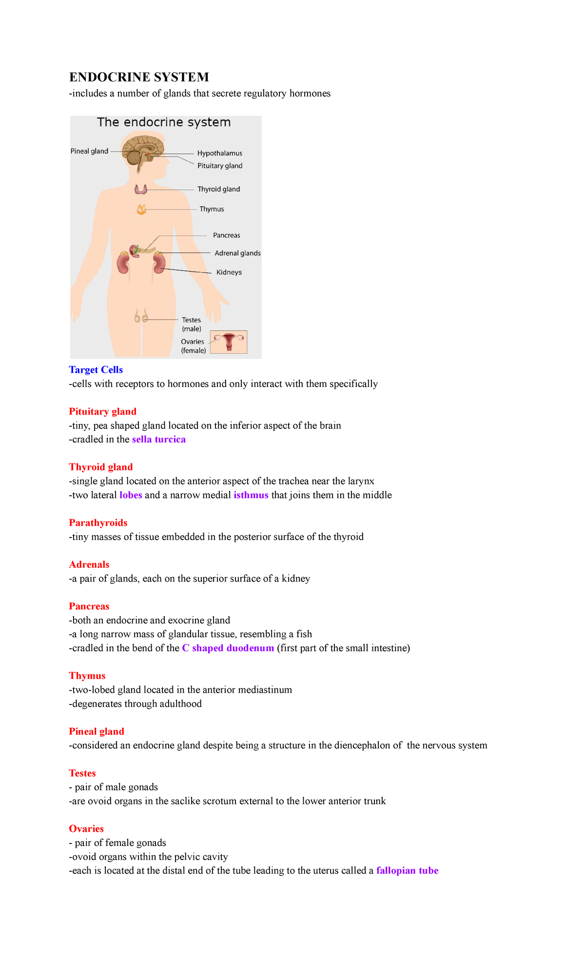 Endocrine System - ENDOCRINE SYSTEM -includes a number of glands that ...