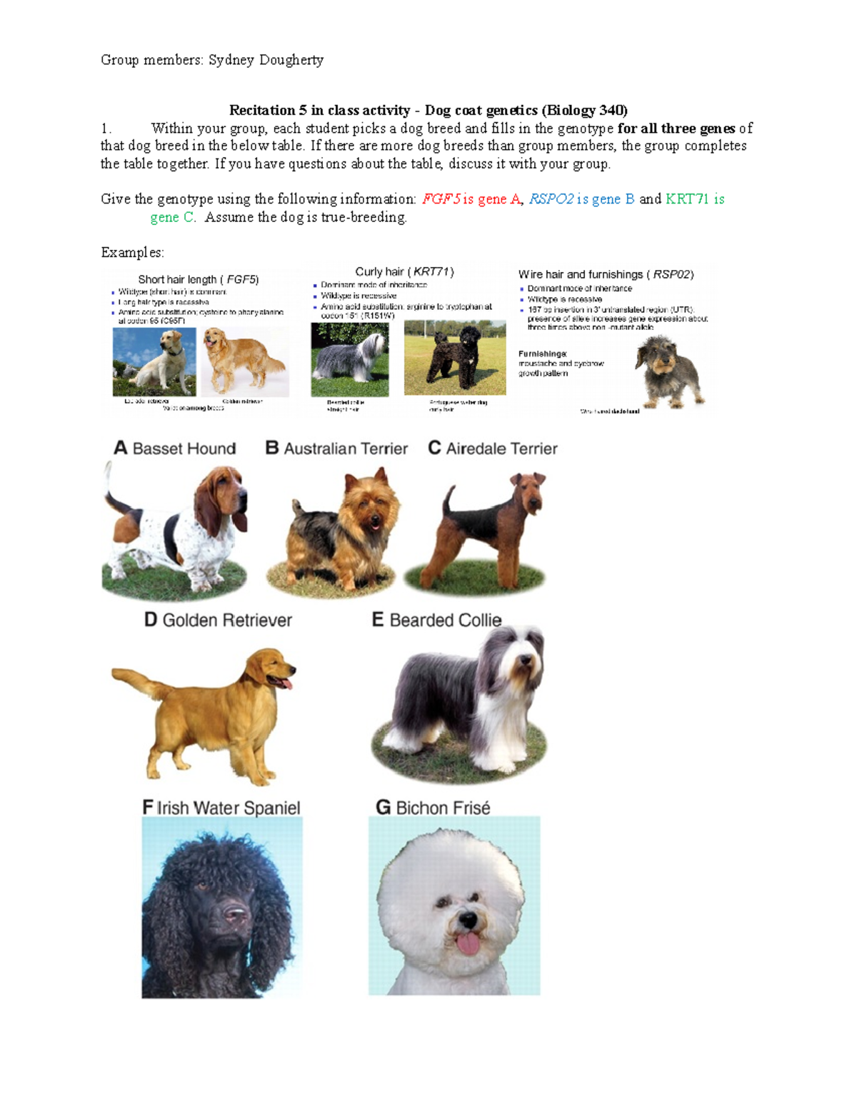 In class 5 Dog coat genetics worksheet 2021 RH - Group members: Sydney ...