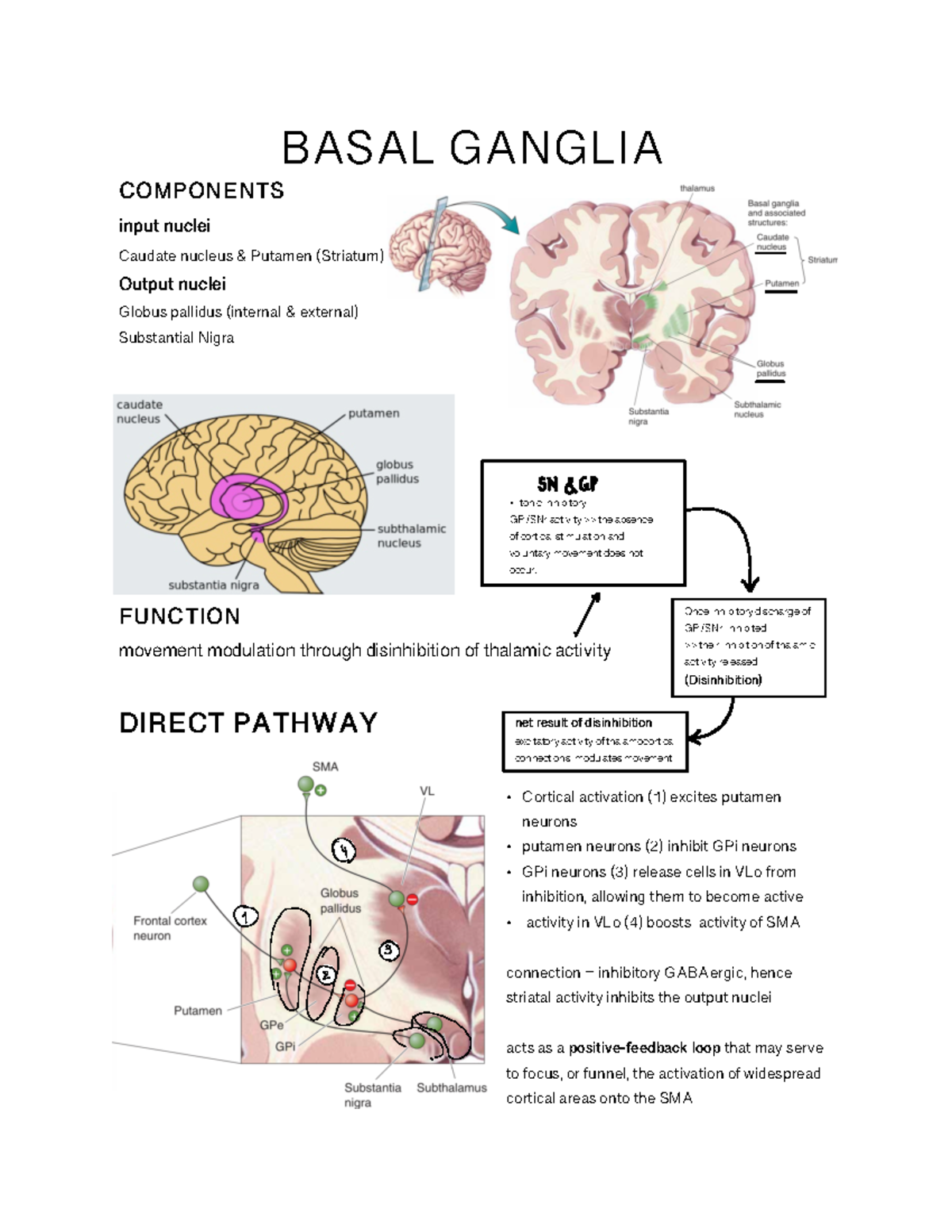 Basal Ganglia summary (L26, L27 Motor systems) - SN GP y V 3 Poo BASAL ...