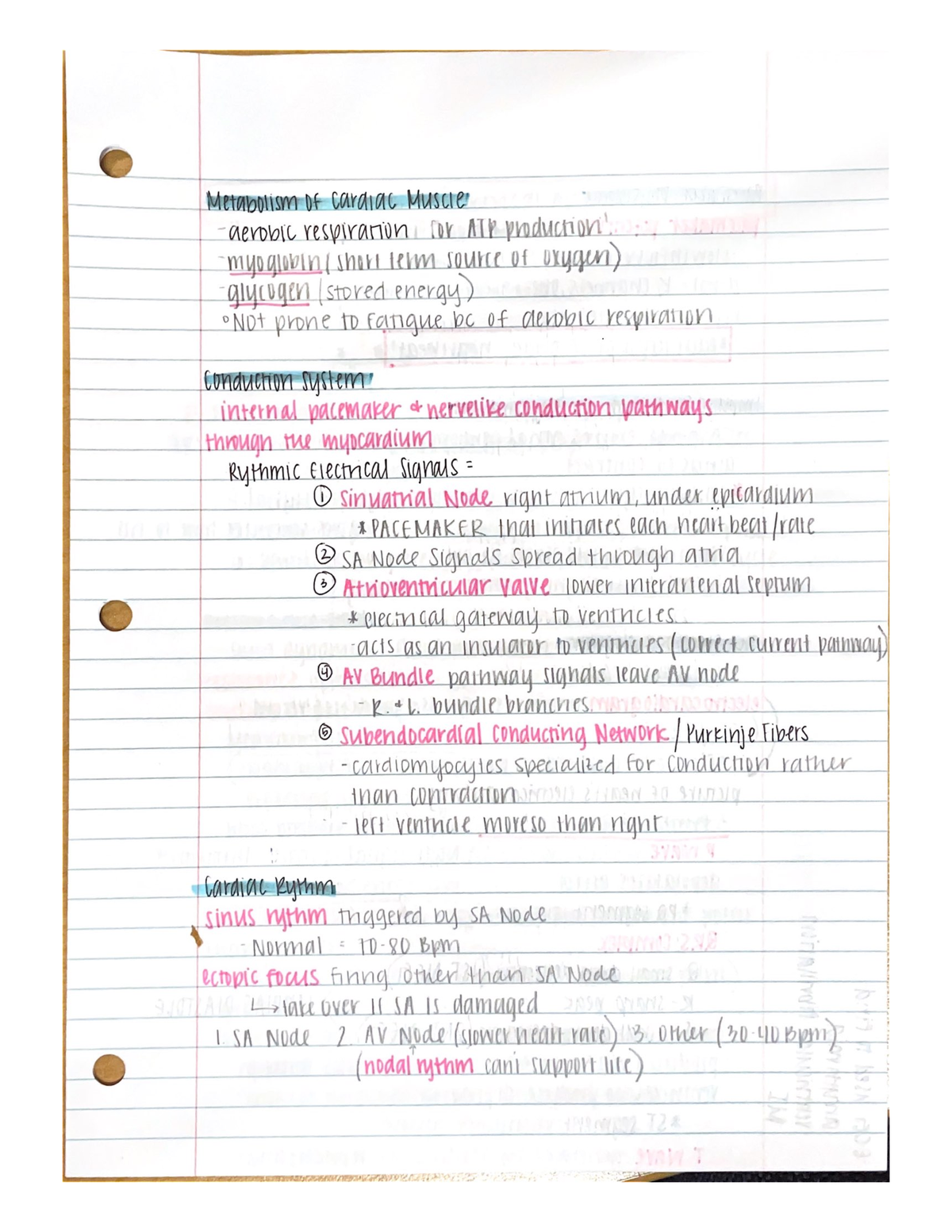 Scanned Documents 13 - Class and Book Notes - BIOL 212 - Studocu