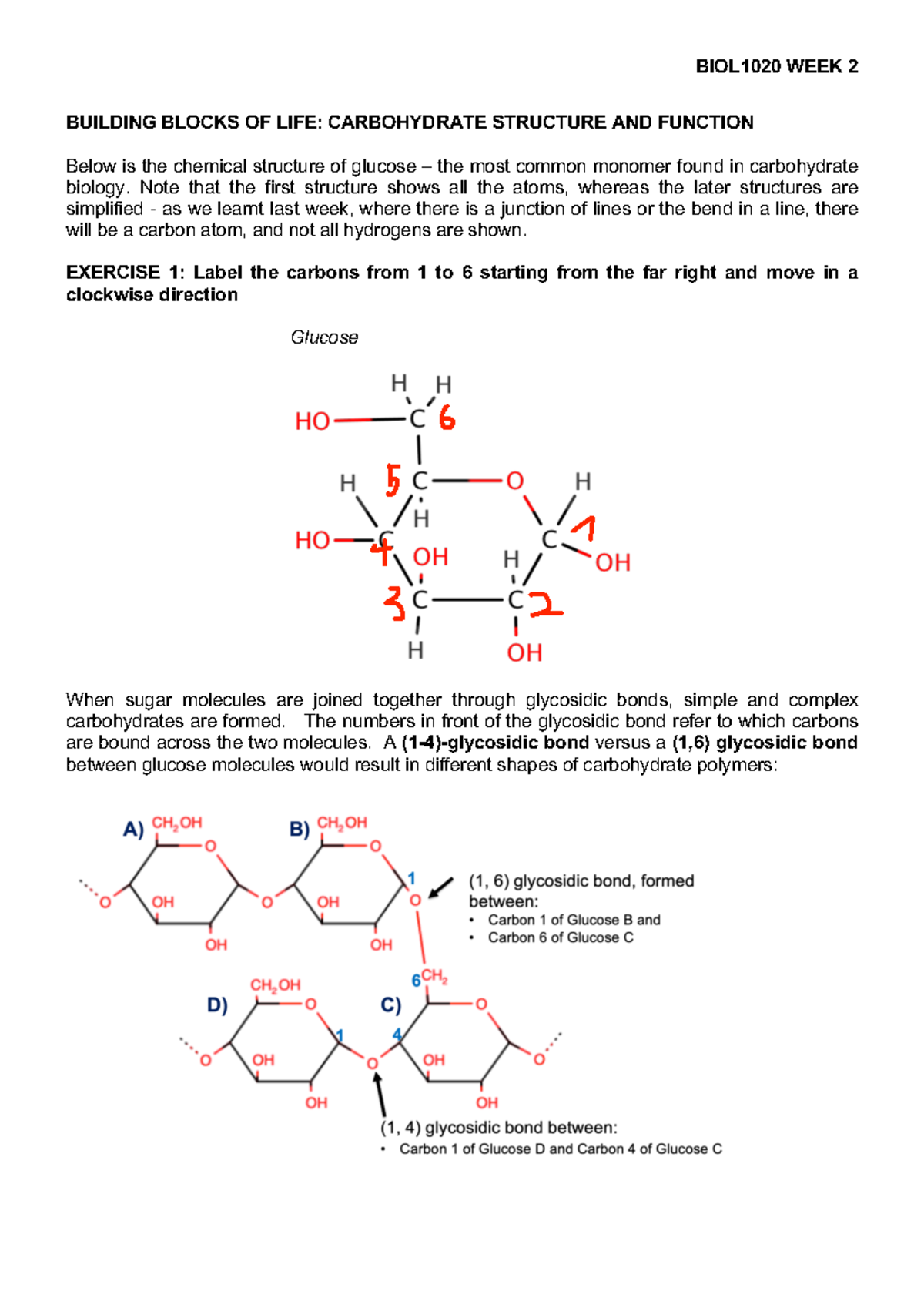 2024s2-BIOL1020 week2-tutorial - BUILDING BLOCKS OF LIFE: CARBOHYDRATE ...