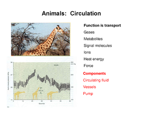 Ch 11 Gas Exchange Respiratory Pigments - Animals: Gas Exchange Gas