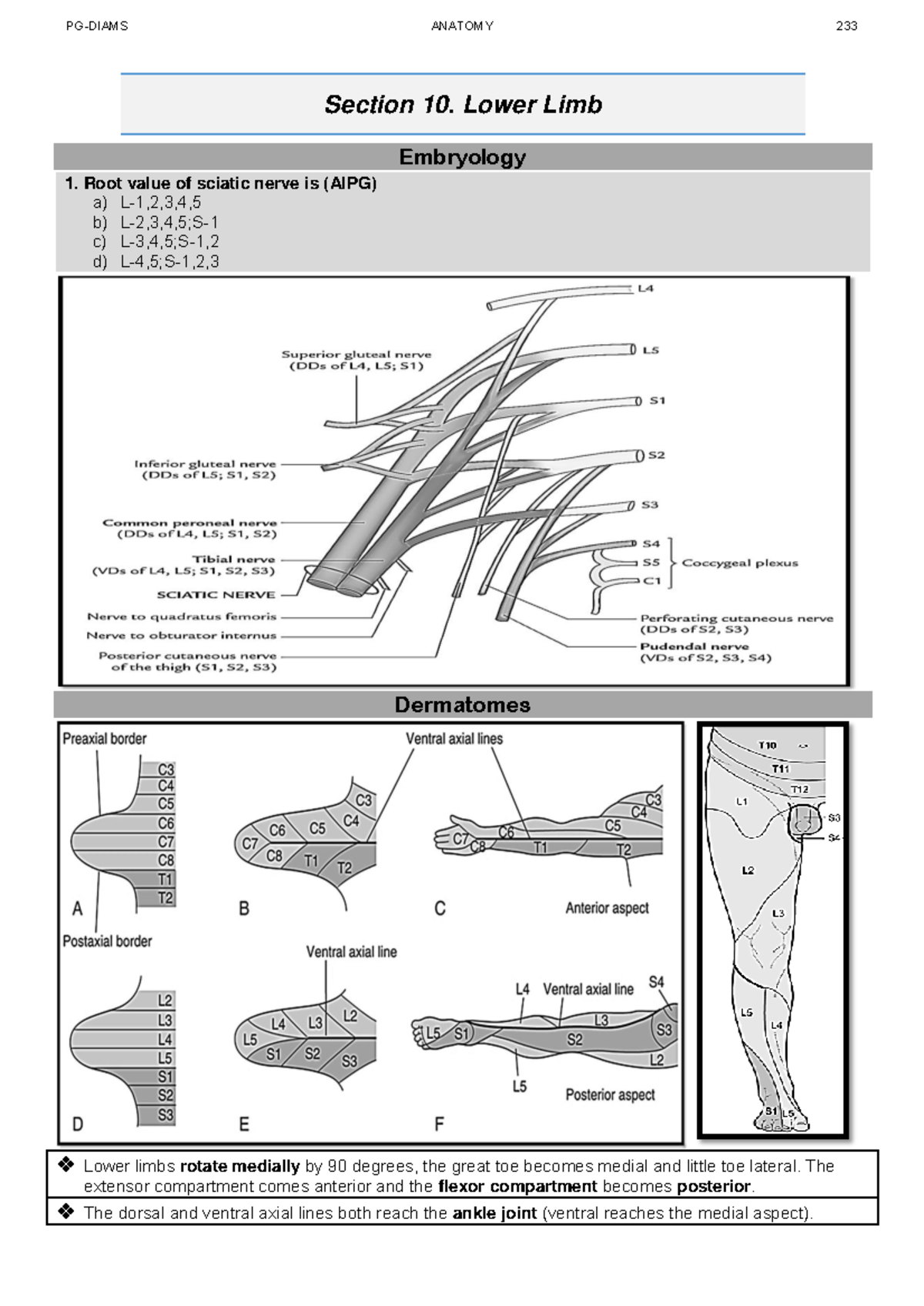 anatomy-class-notes-12-section-10-lower-limb-embryology-1-root