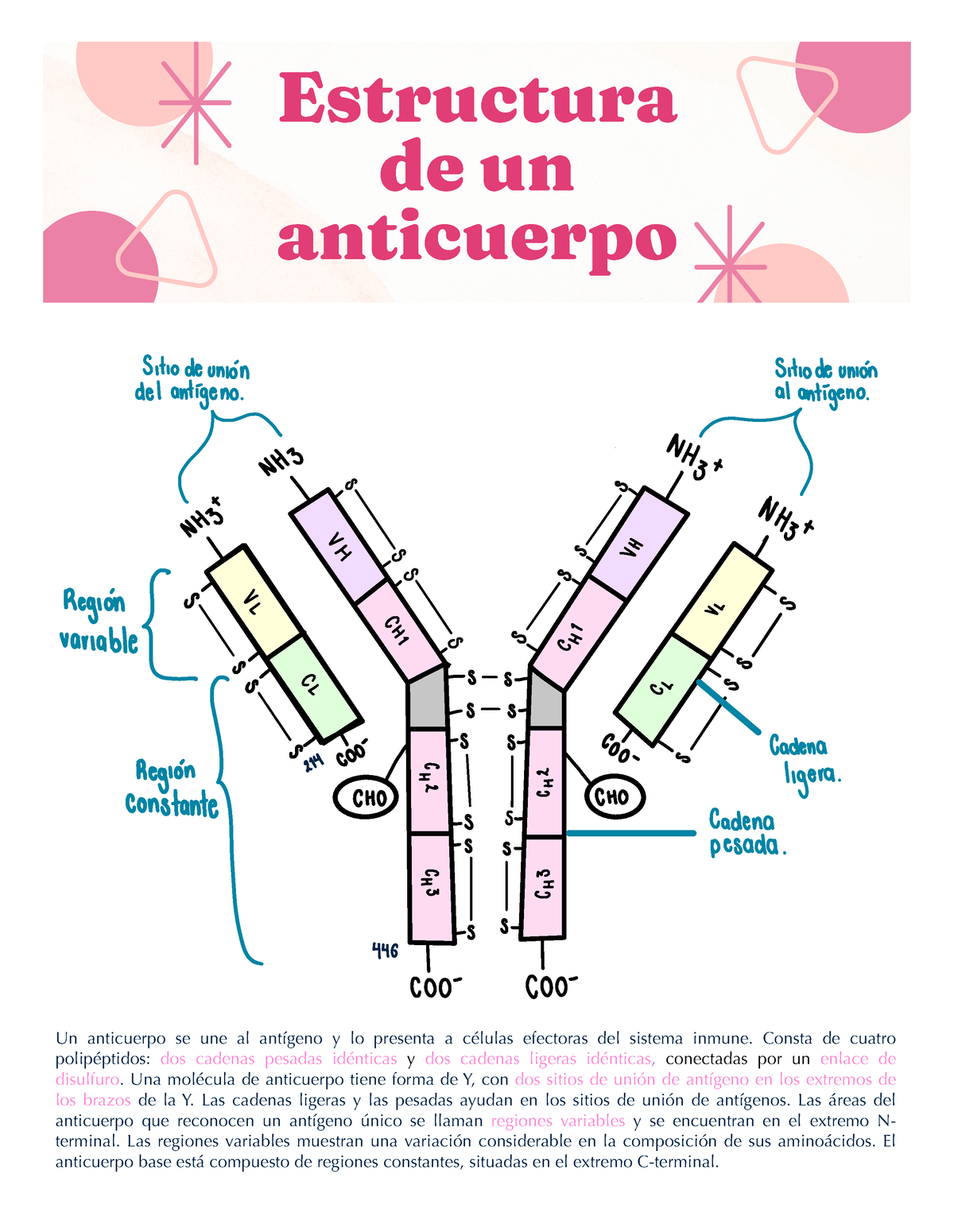 Estructura Anticuerpo - Estructura De Un Anticuerpo Un Anticuerpo Se ...