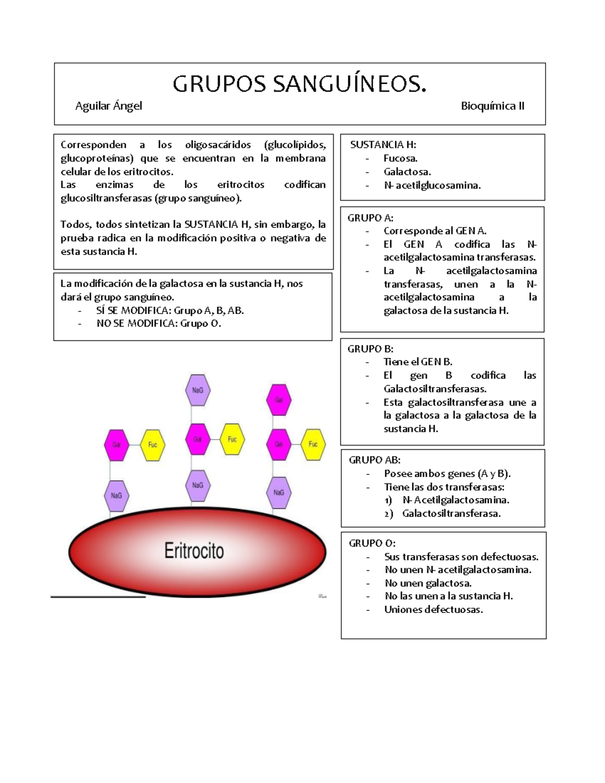 CARBOHIDRATOS: GRUPOS SANGUÍNEOS (A, B, AB, O) BIOQUÍMICA MÉDICA II ...