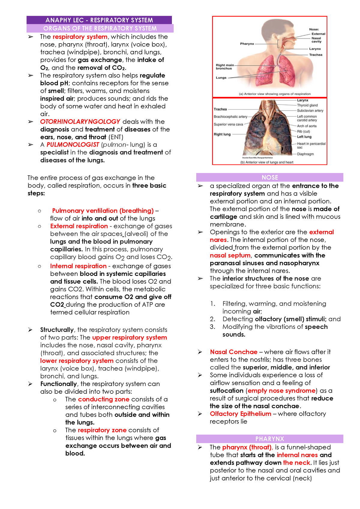 Anaphy LEC - Respiratory System - ANAPHY LEC - RESPIRATORY SYSTEM ...