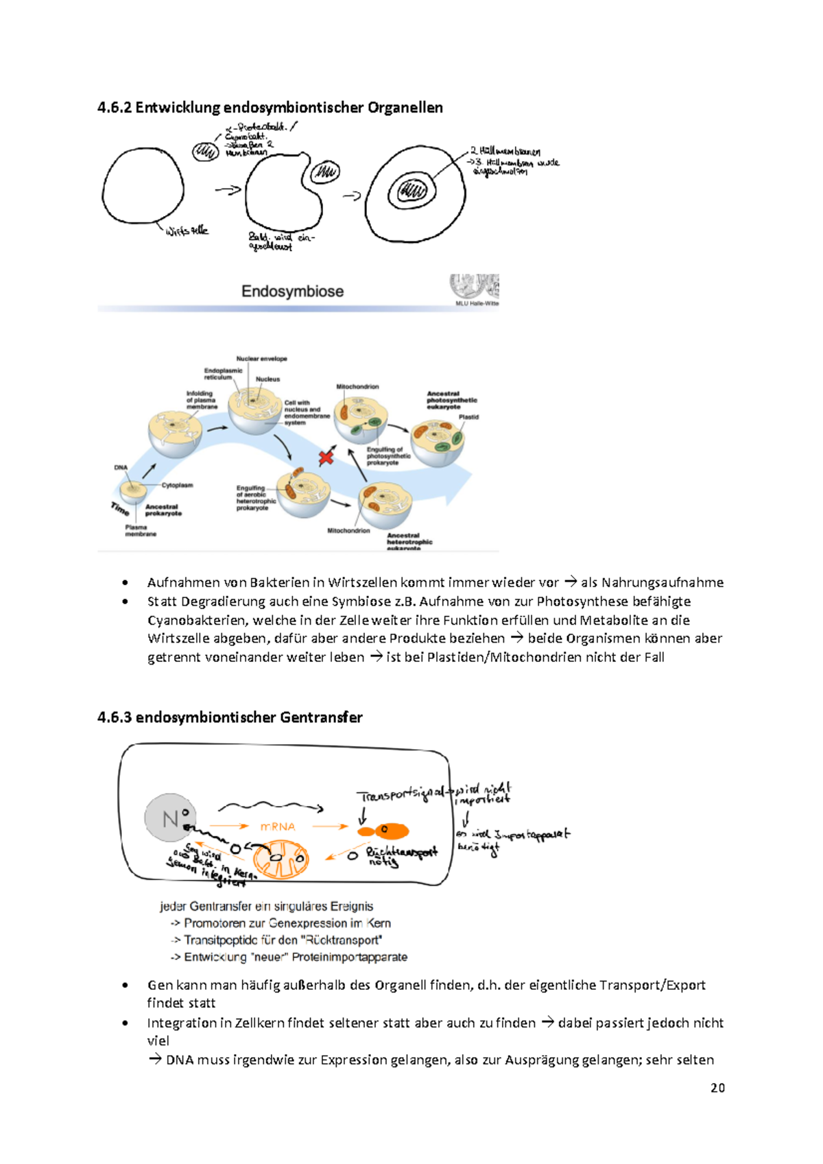 Zusammenfassung Zellbiologie WS 22-23 3 - 4.6 Entwicklung ...