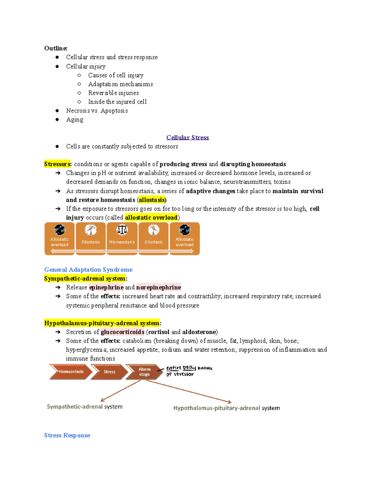 Chapter 2 (M1) Cellular Stress, Injury, Adaptation, And Death - Outline ...