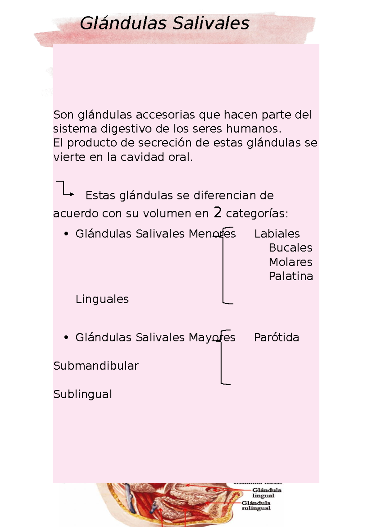 Gland. salival 1 Son glándulas accesorias que hacen parte del sistema digestivo de los seres Gland. salival 1 Son glándulas accesorias que hacen parte del sistema digestivo de los seres