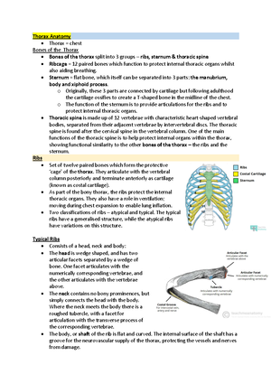 Typical Ribs Anatomy