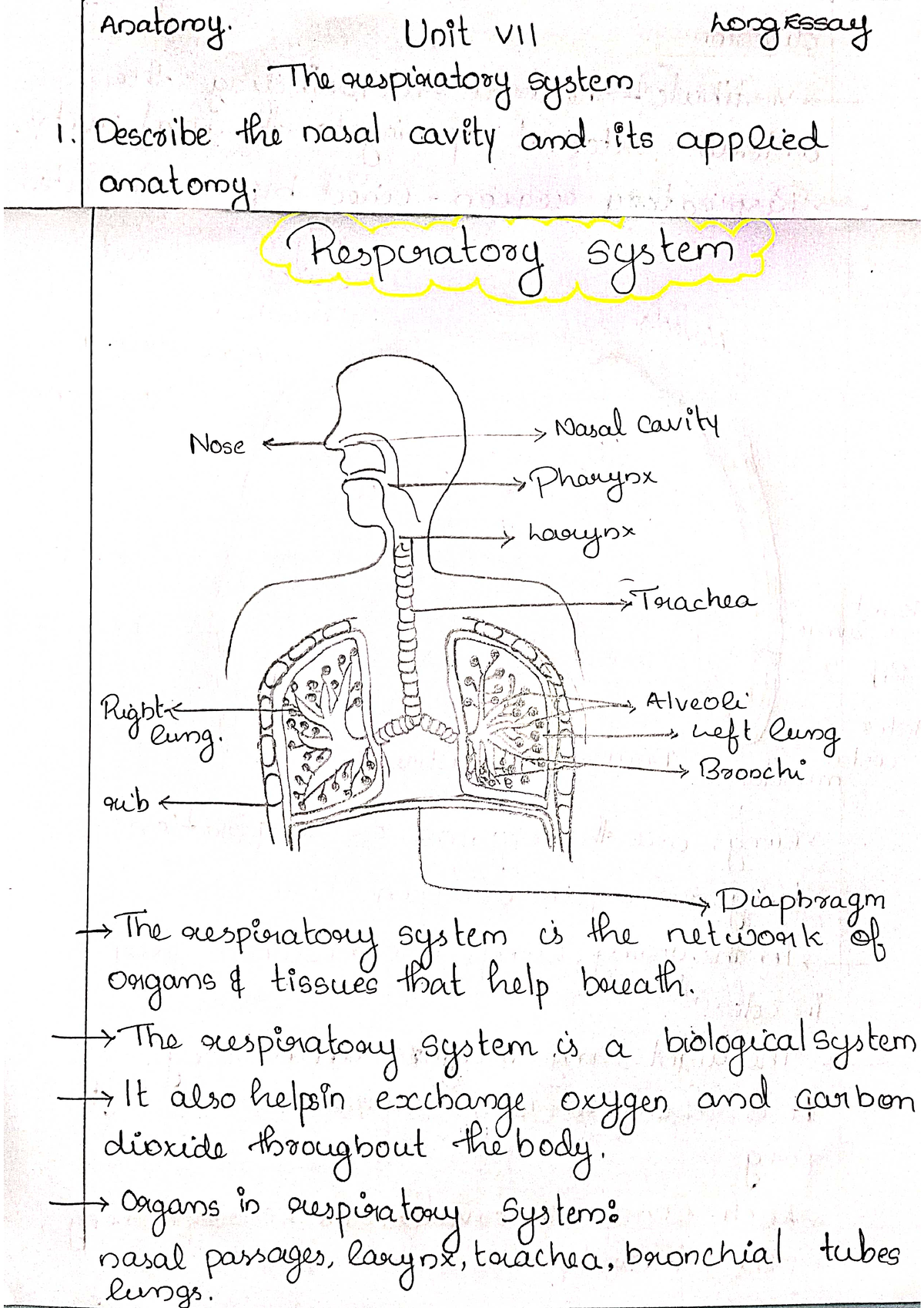 respiratory system summary essay