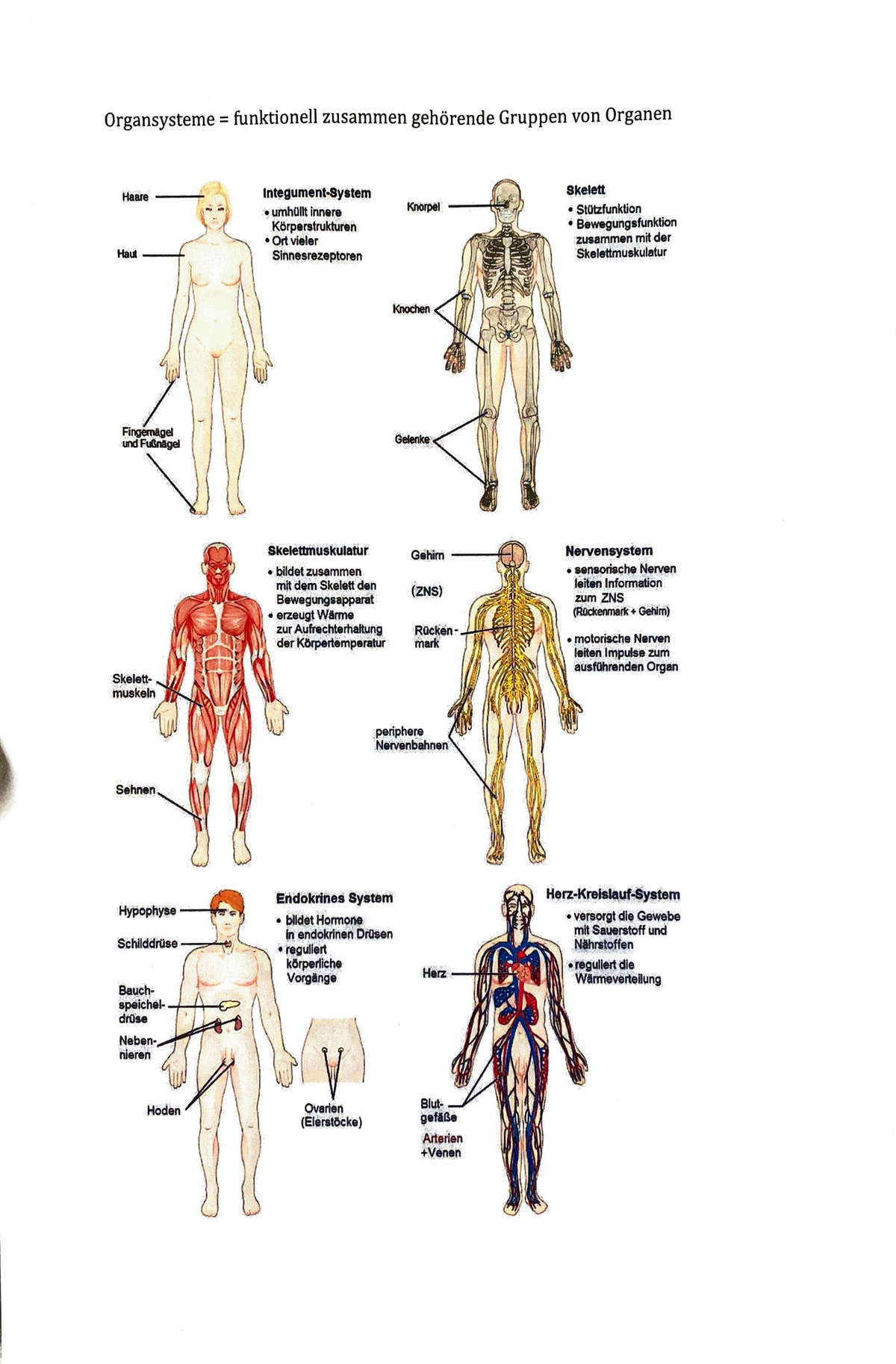 Organsystem Und Die Funktionen - ####### Organsysteme = Funktionell ...