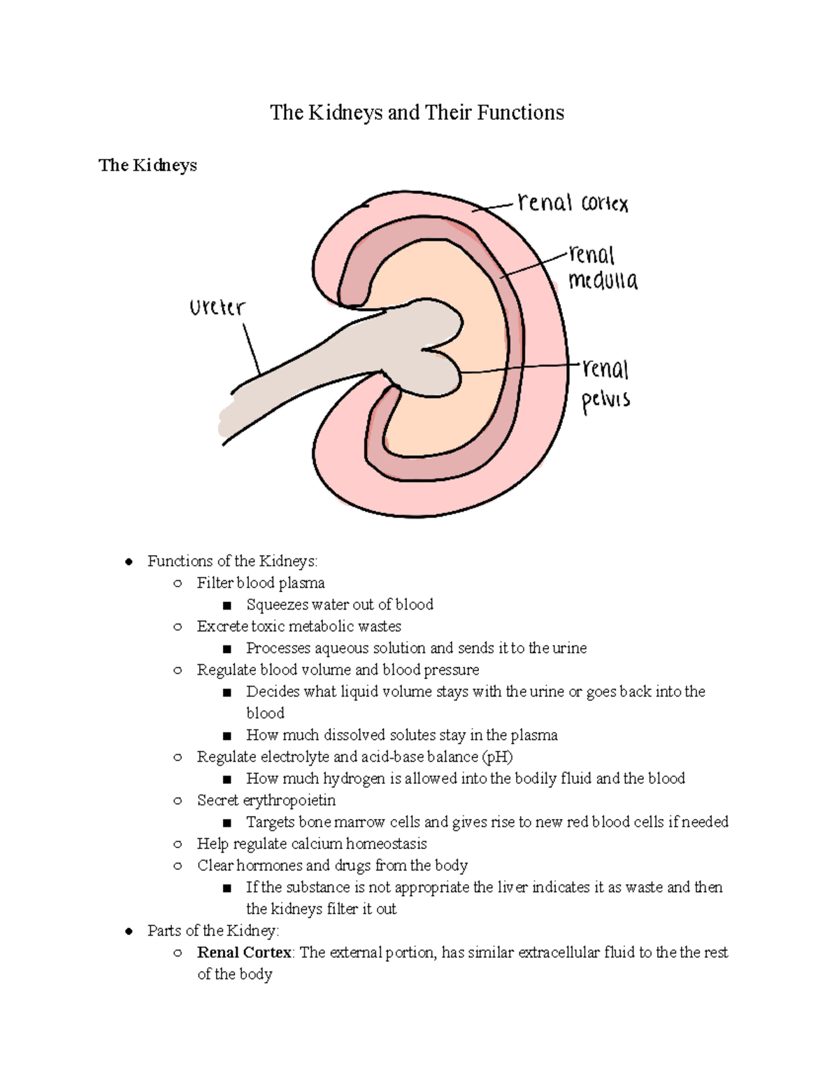 The Kidneys and Their Functions - Studocu