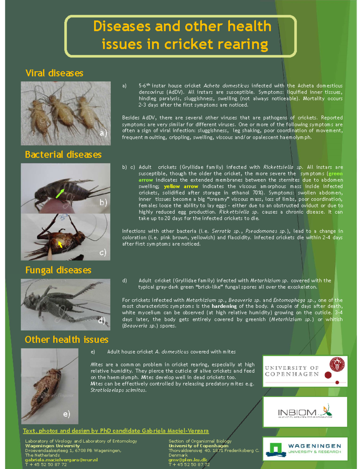Cricket diagnostics Enfermedades de los grillos pdf c) Fungal