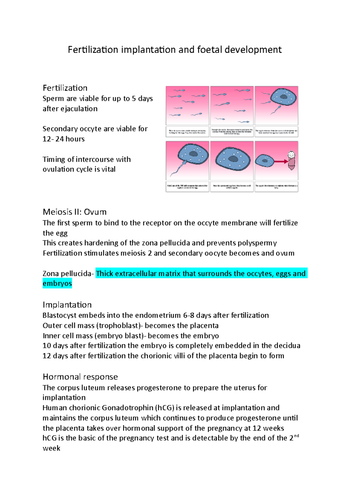 Fertilisation implantation and foetal development - Fertilization ...