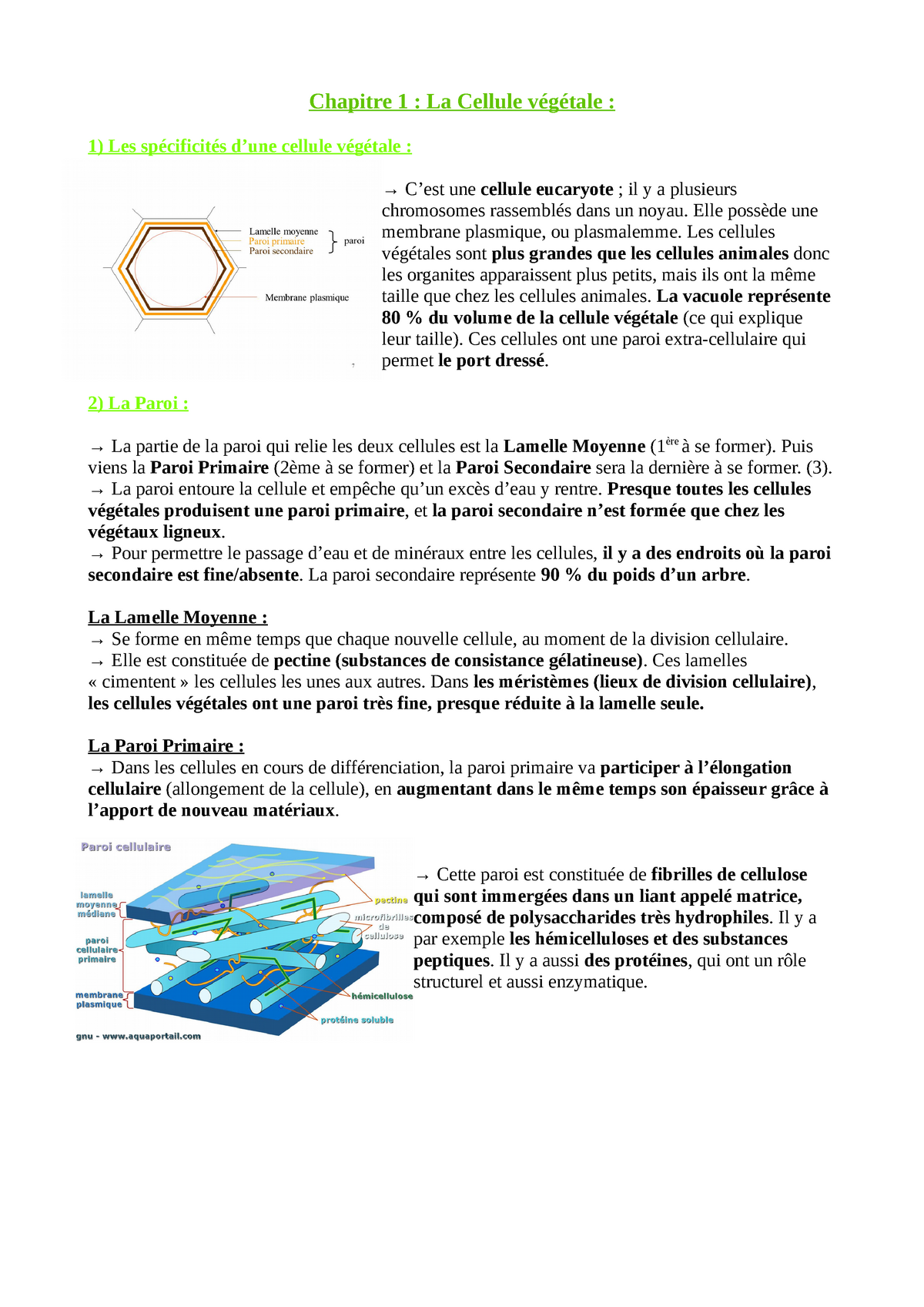 Chapitre 1 Biologie Vegetale Chapitre 1 La Cellule Végétale Les Spécificités Dune 0364