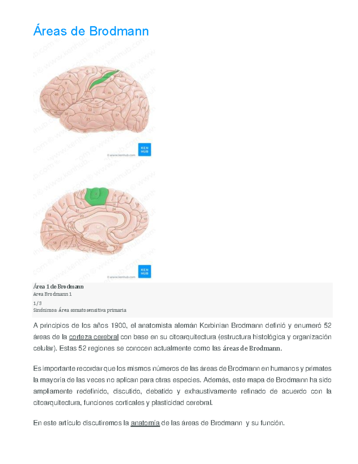 Áreas de Brodmann - libro - Áreas de Brodmann Área 1 de Brodmann Area ...