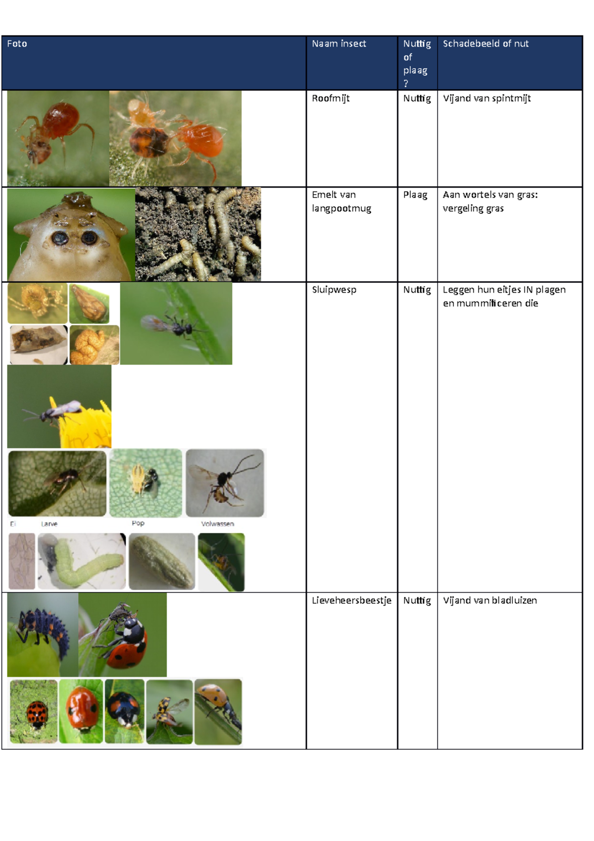 Practicum nuttigen en plagen - Foto Naam insect Nuttig of plaag ...