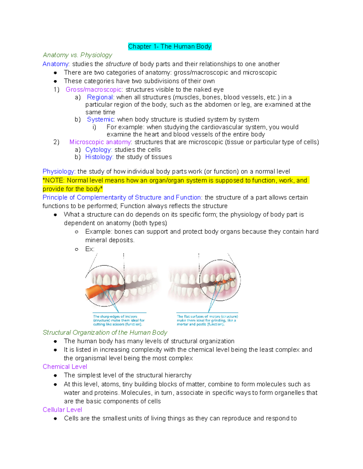 Exam 1-Anatomy - Exam 1 Material To Study - Chapter 1- The Human Body ...