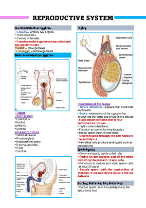 Seeley's Anatomy and Physiology Chapter 4.10 - NERVOUS TISSUE Learning ...