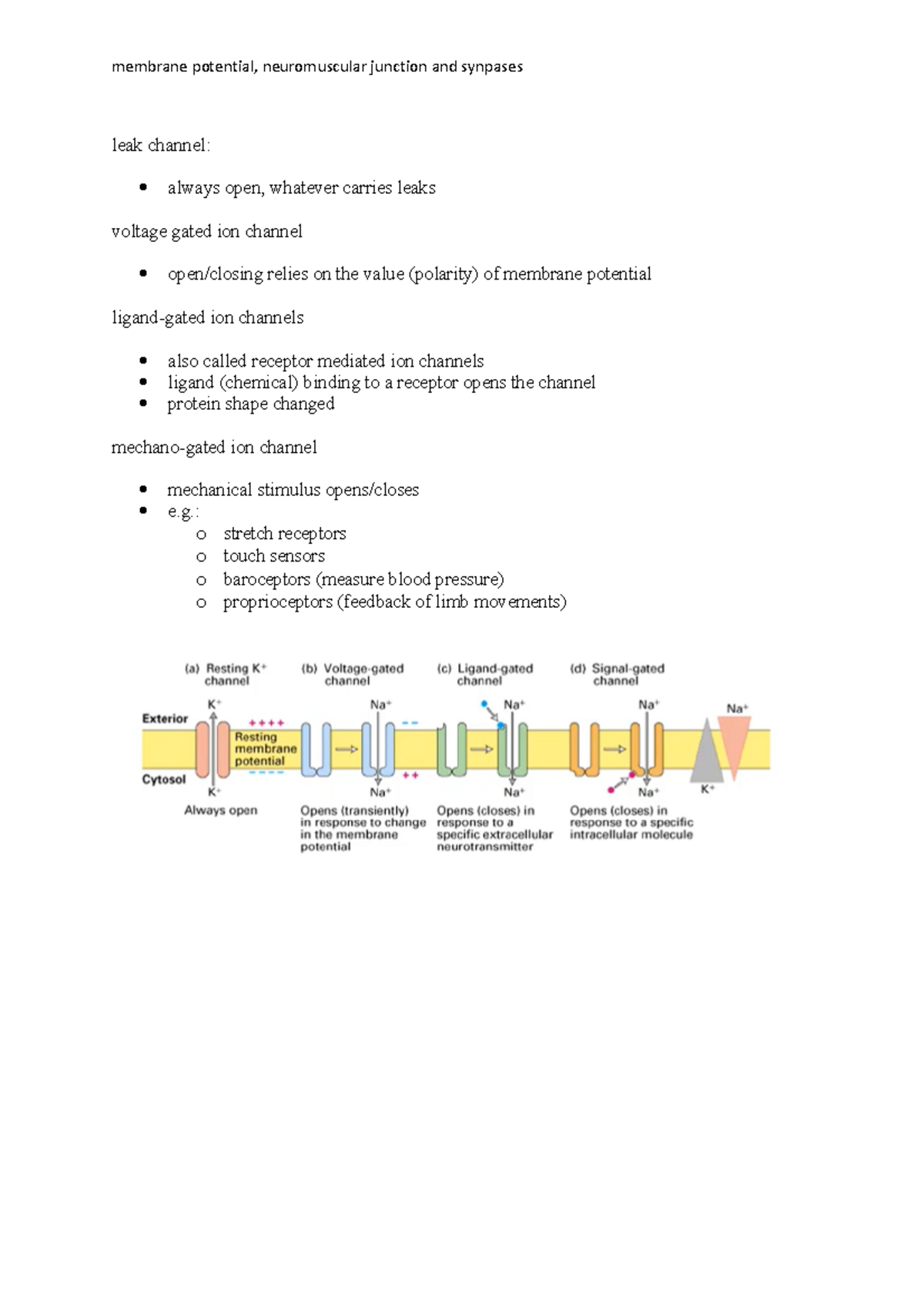 Action potential, NMJ, synapses and v-gated ion channels - leak channel ...