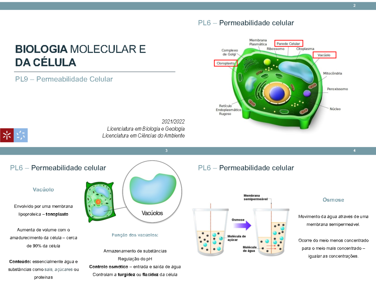 BMC5 - BMC5 - BIOLOGIA MOLECULAR E DA CÉLULA 2021/ Licenciatura em ...