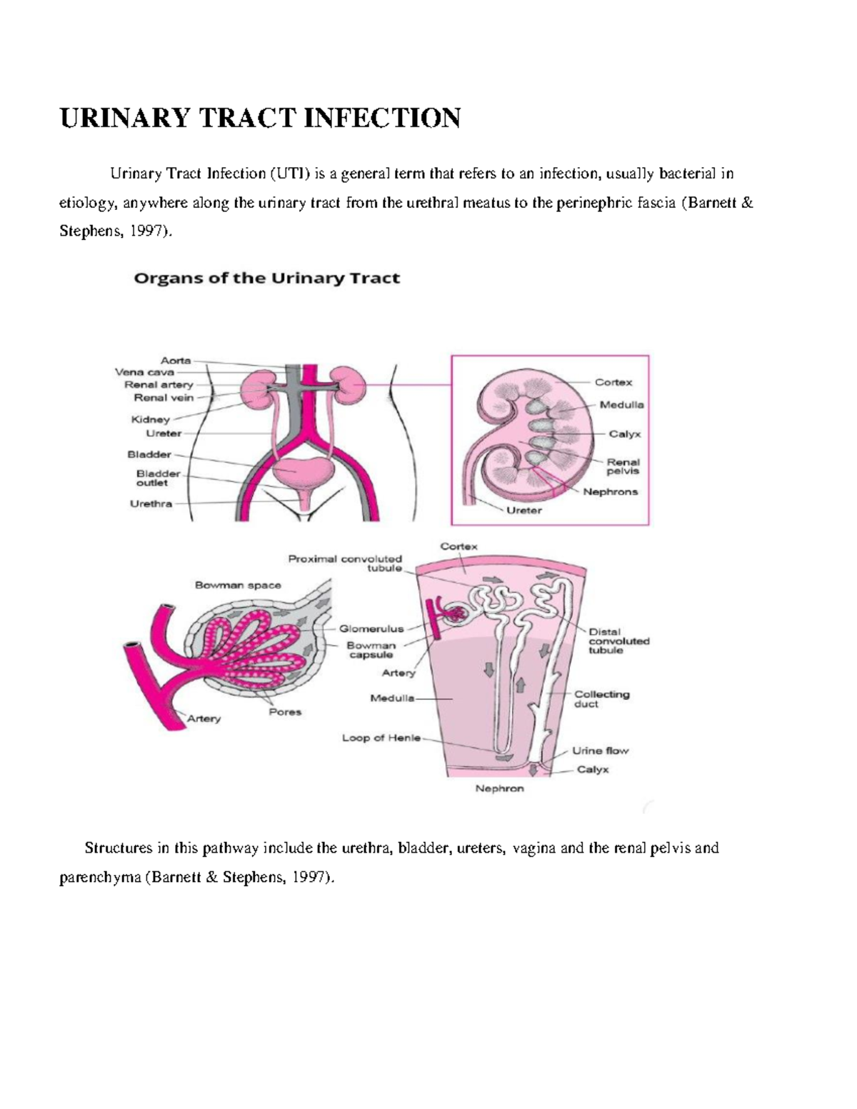 Urinary Tract Infection-1 - URINARY TRACT INFECTION Urinary Tract ...