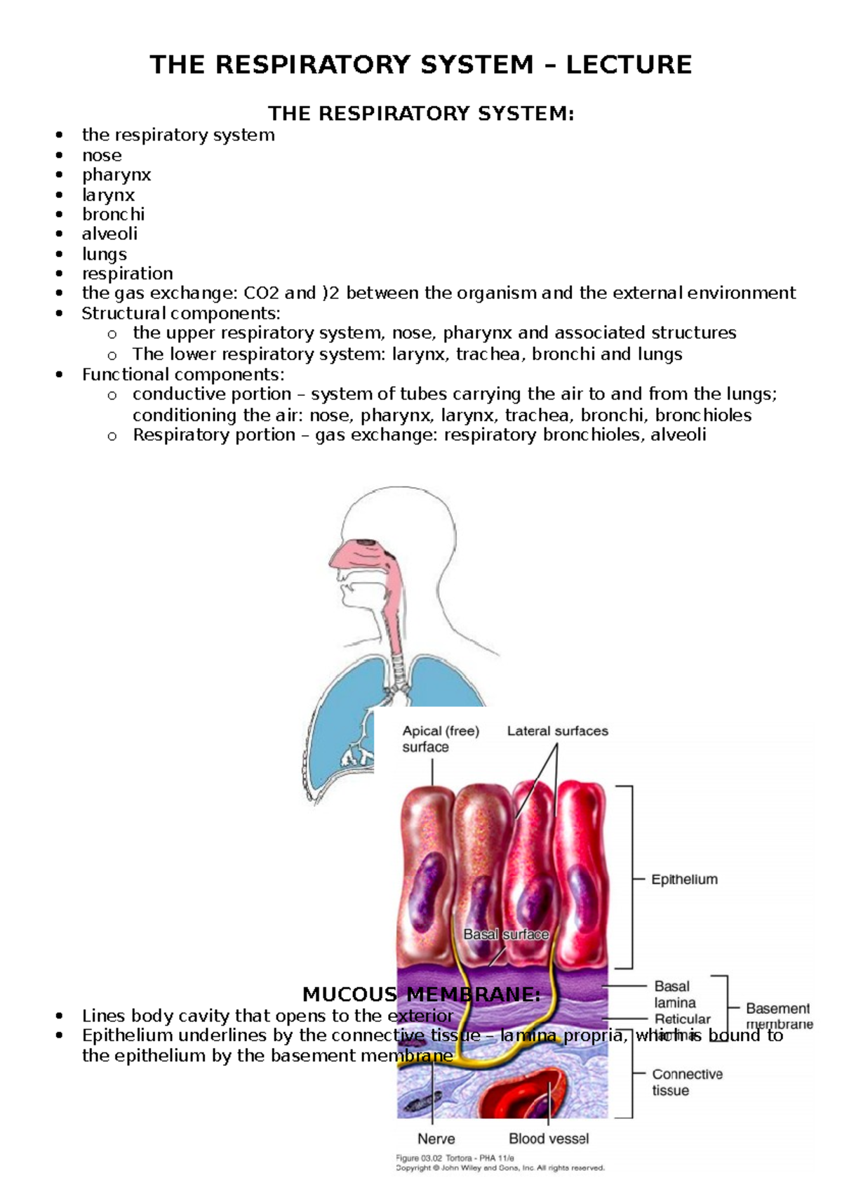 Respiratory System - Lecture - THE RESPIRATORY SYSTEM – LECTURE THE ...