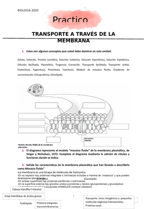 transporte celular - TRANSPORTE A TRAVÉS DE LA MEMBRANA Estos son algunos  conceptos que usted debe - Studocu