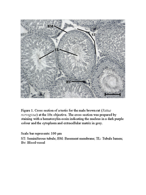 Mitosis lab - 0 15 30 45 60 interphase prophase metaphase anaphase ...