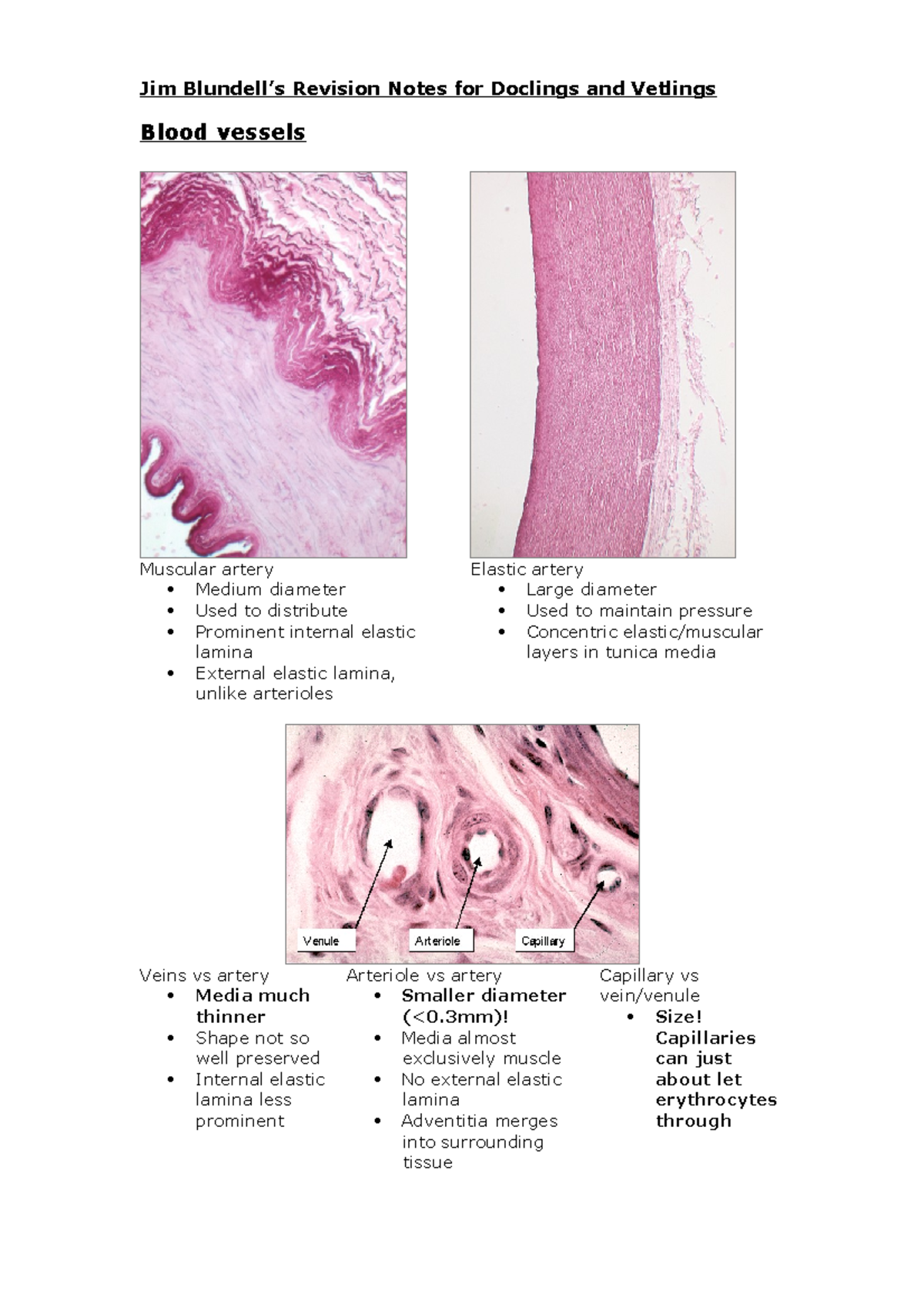 Histology Revision Notes With Images - Jim Blundell’s Revision Notes ...