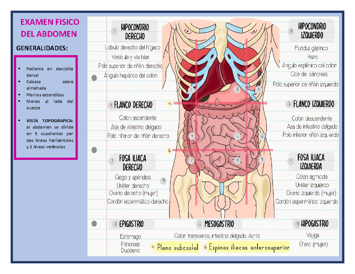 Examen Físico del abdomen EXAMEN FISICO DEL ABDOMEN GENERALIDADES