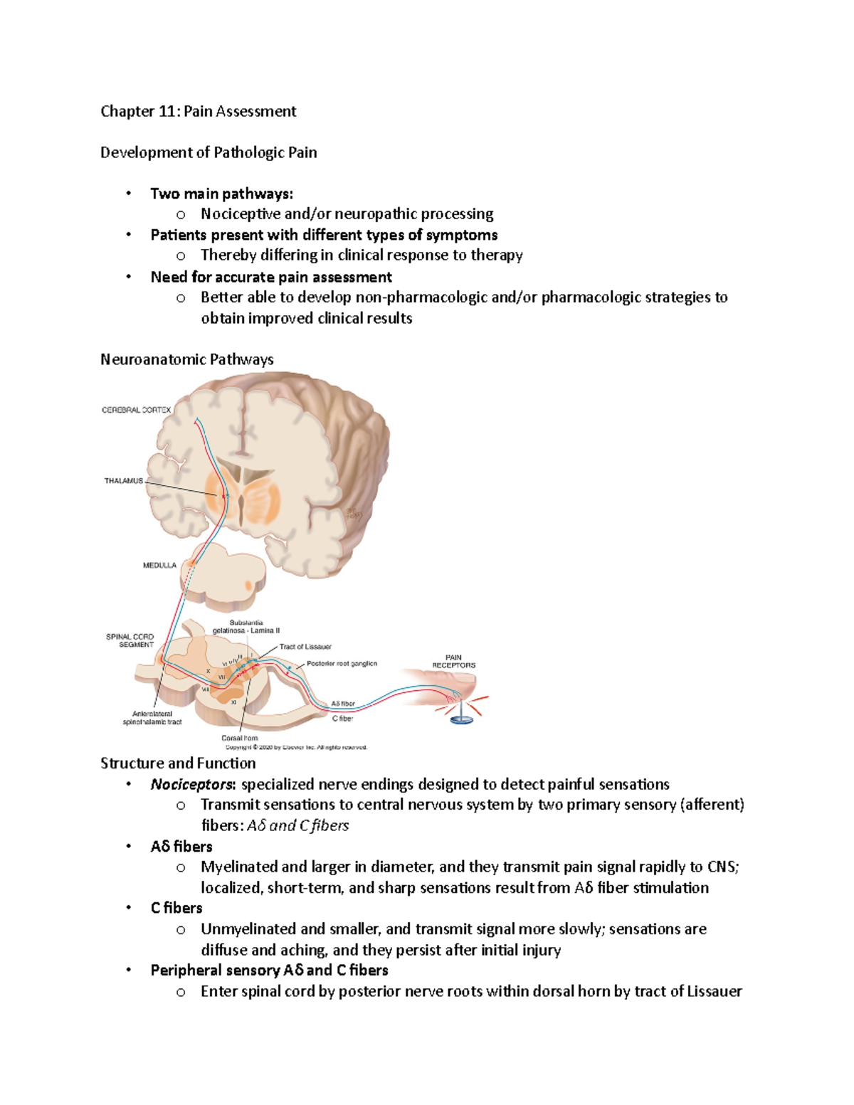 Chapter 11 - Chapter 11: Pain Assessment Development of Pathologic Pain ...