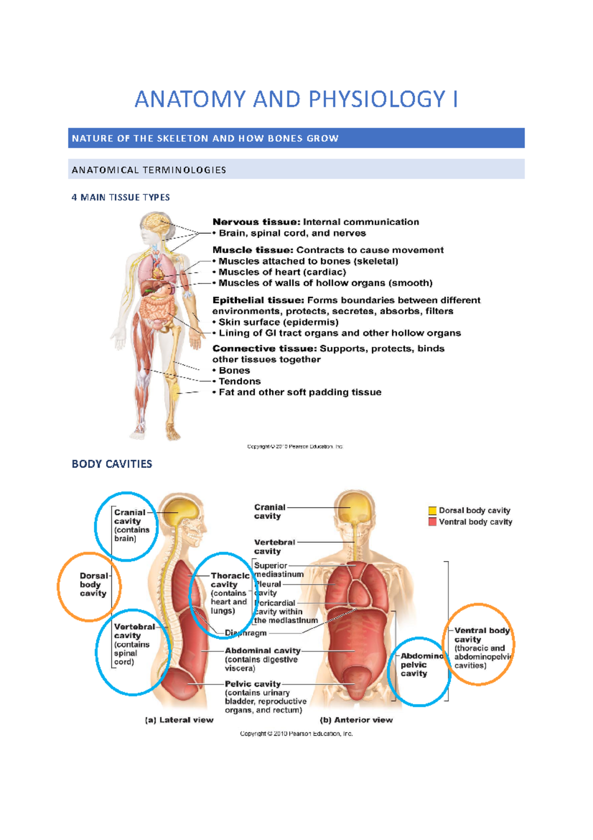 Anatomy And Physiology I Revision - Anatomy And Physiology I Nature Of 