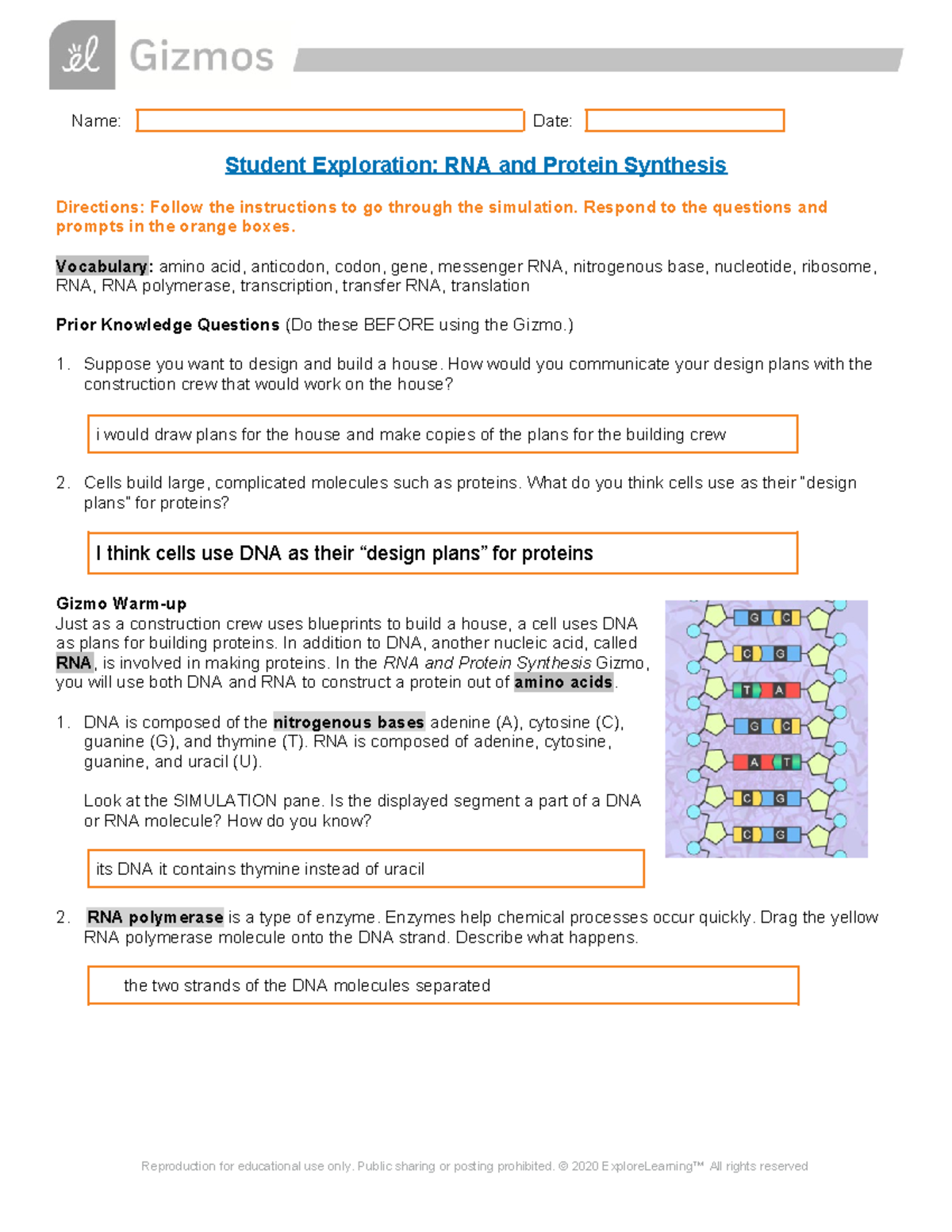 Gizmo RNA And Protein Synthesis - Name: Date: Student Exploration: RNA ...