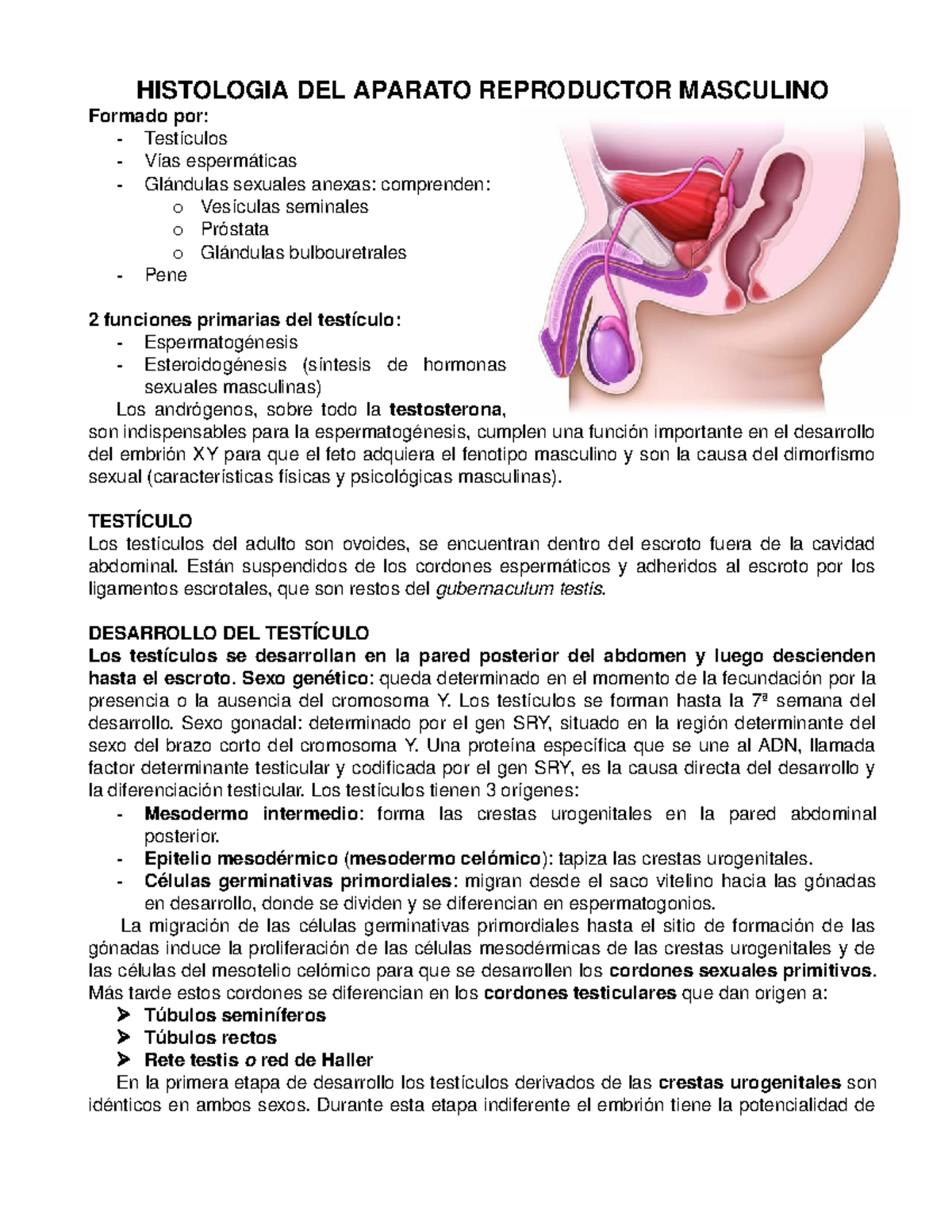 ¿Qué hay en la histología de las glándulas prostáticas?