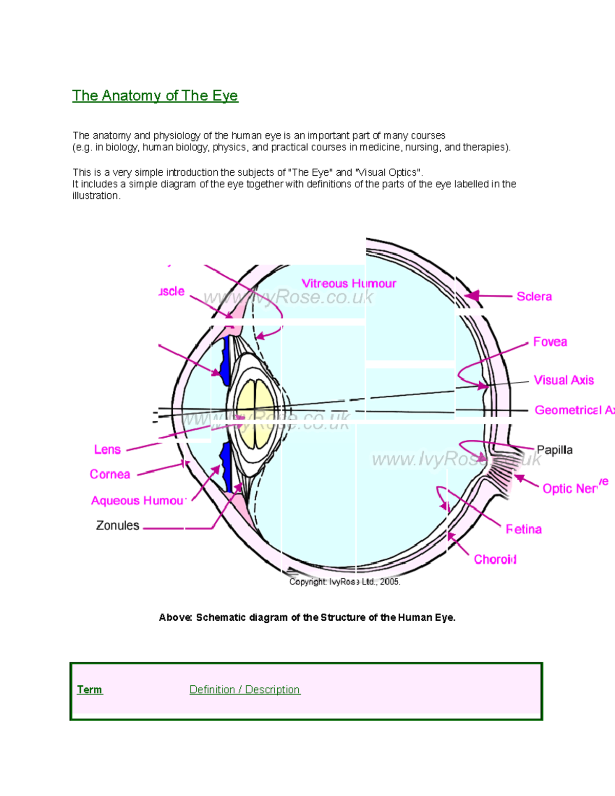 Eye anat - Anatomy + Physiology of the eye, diagrams, eye muscles - The ...