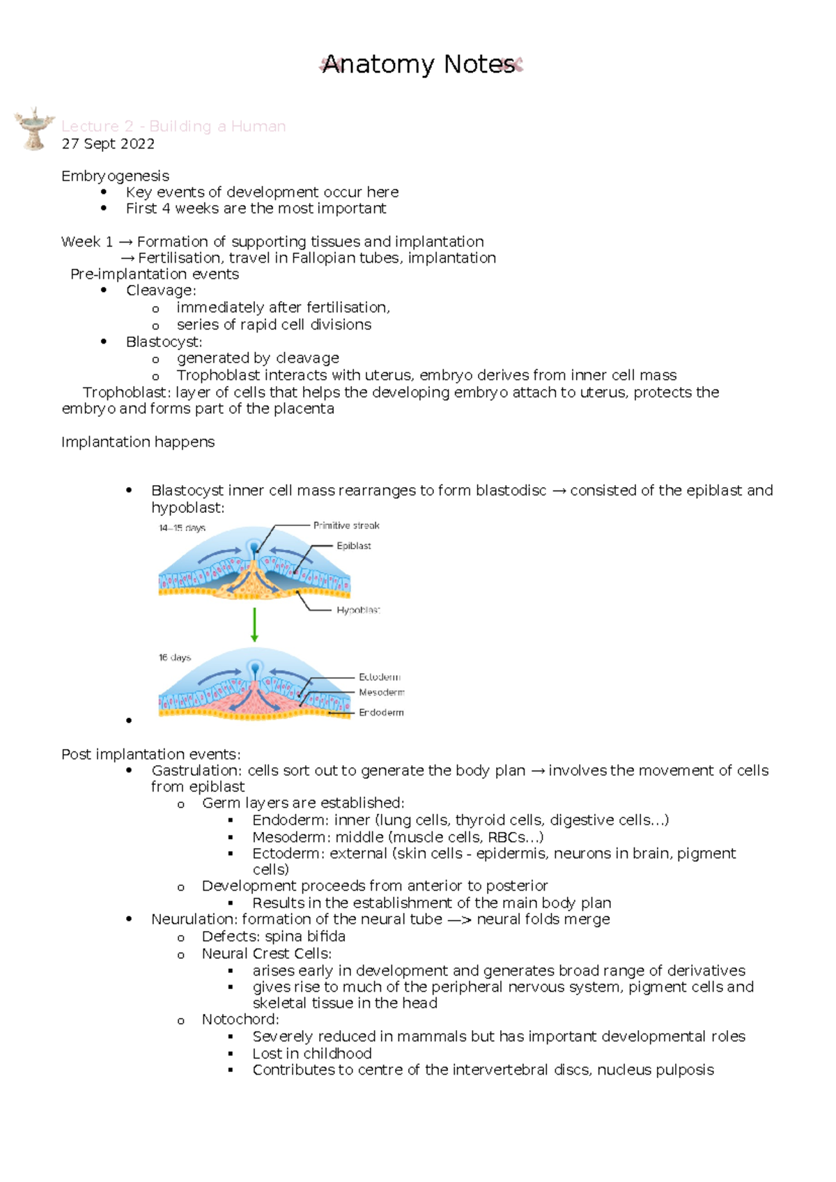 Anatomy All Lecture Notes - Lecture 2 - Building a Human 27 Sept 2022 ...