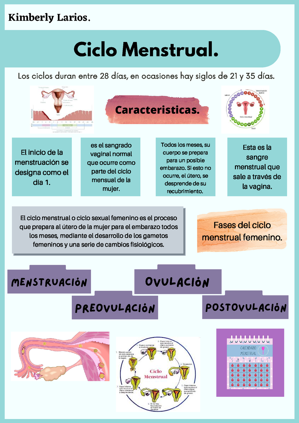 El Ciclo Celular Infografia Con Lo Mas Importante Para Aprenderselo Ciclo Menstrual 0617