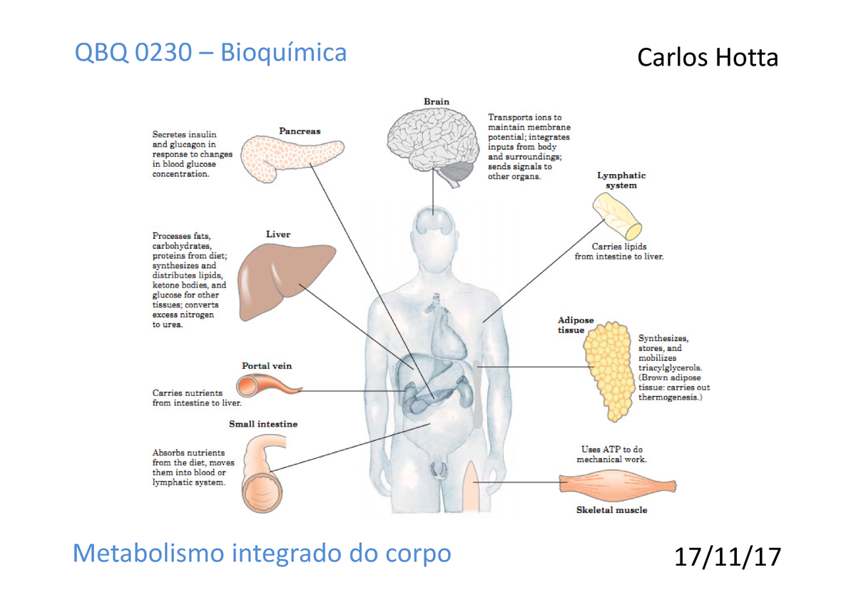 Estrategias Regulacao Metabolismo Integrado Do Corpo Qbq 0230 Bioquímica Carlos Hotta 1711 1519