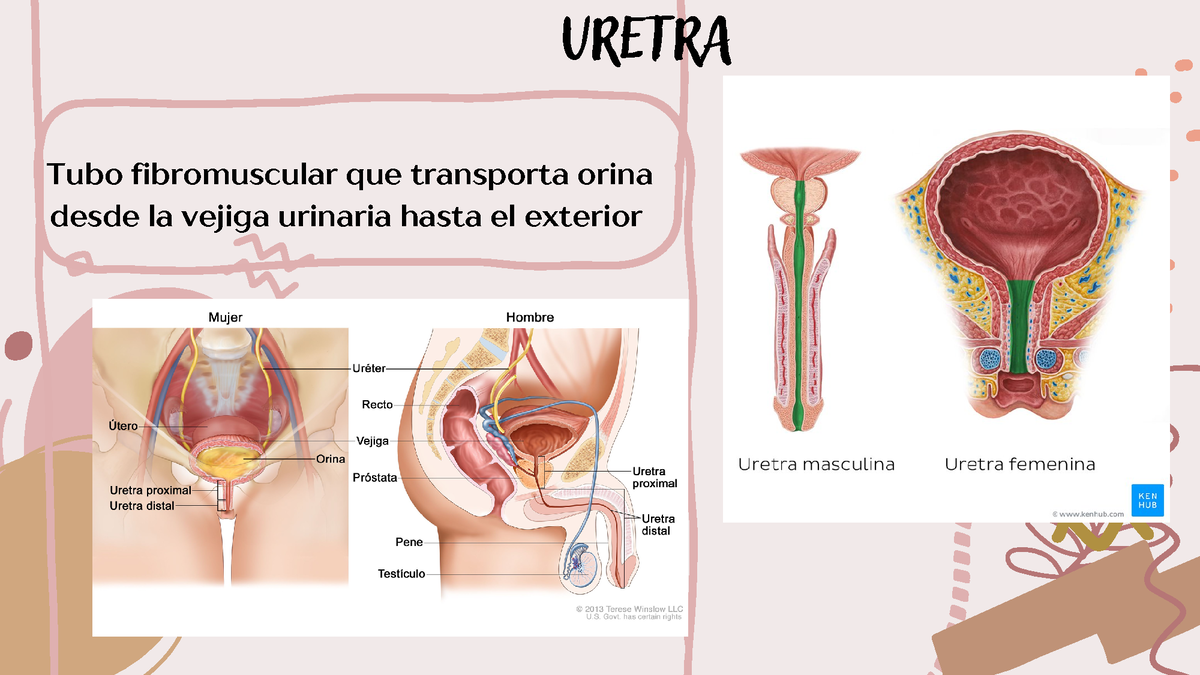 Histología De La Uretra Tubo Fibromuscular Que Transporta Orina Desde La Vejiga Urinaria Hasta 4827