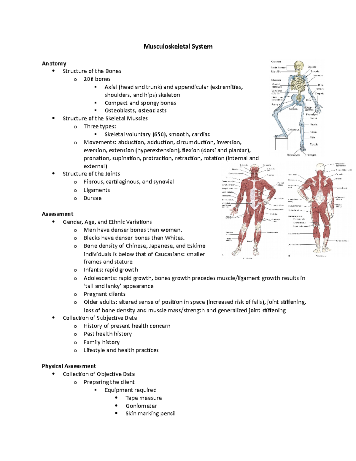 Musculoskeletal System - Musculoskeletal System Anatomy Structure of ...