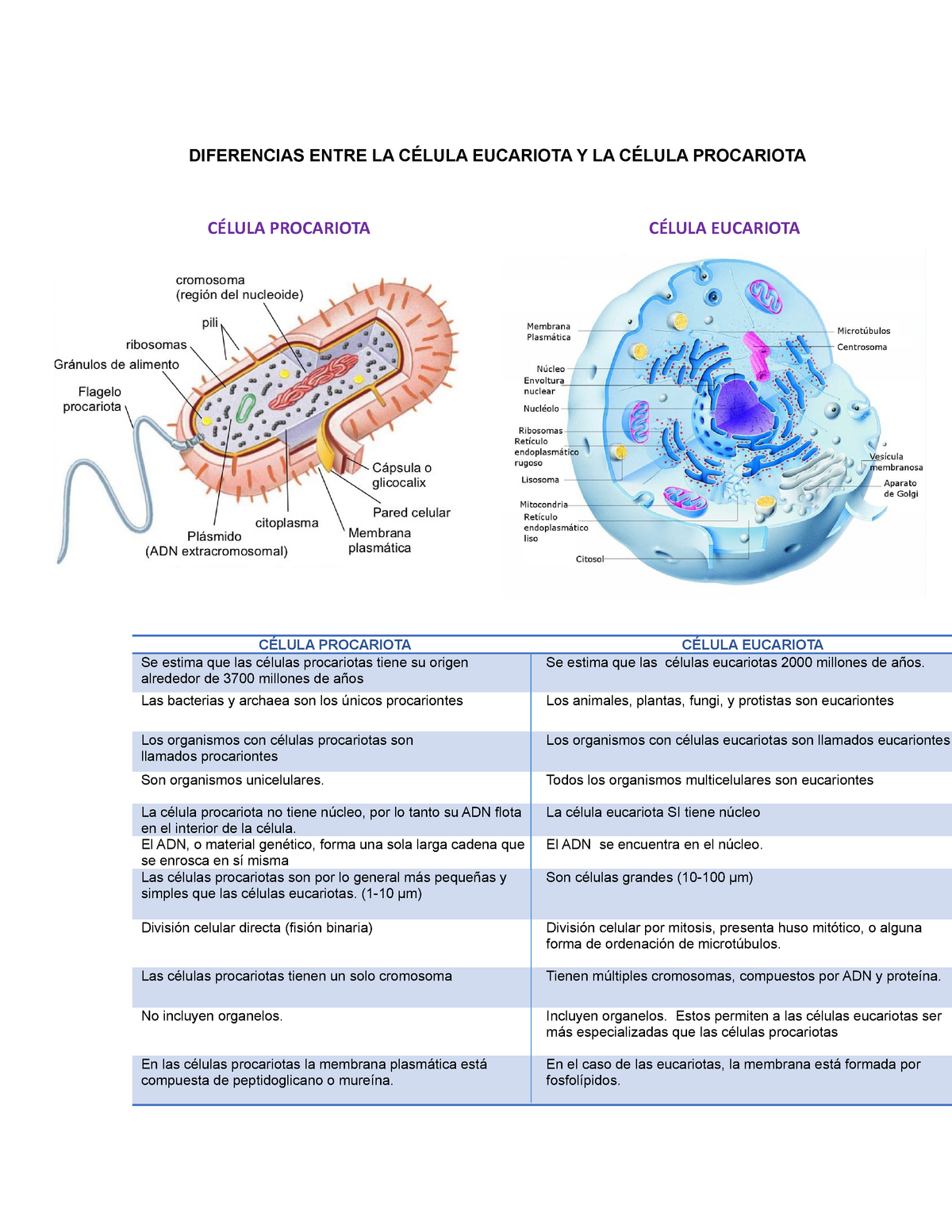 Diferencias Celula Eucariota Y Procariota Diferencias Entre La CÉlula