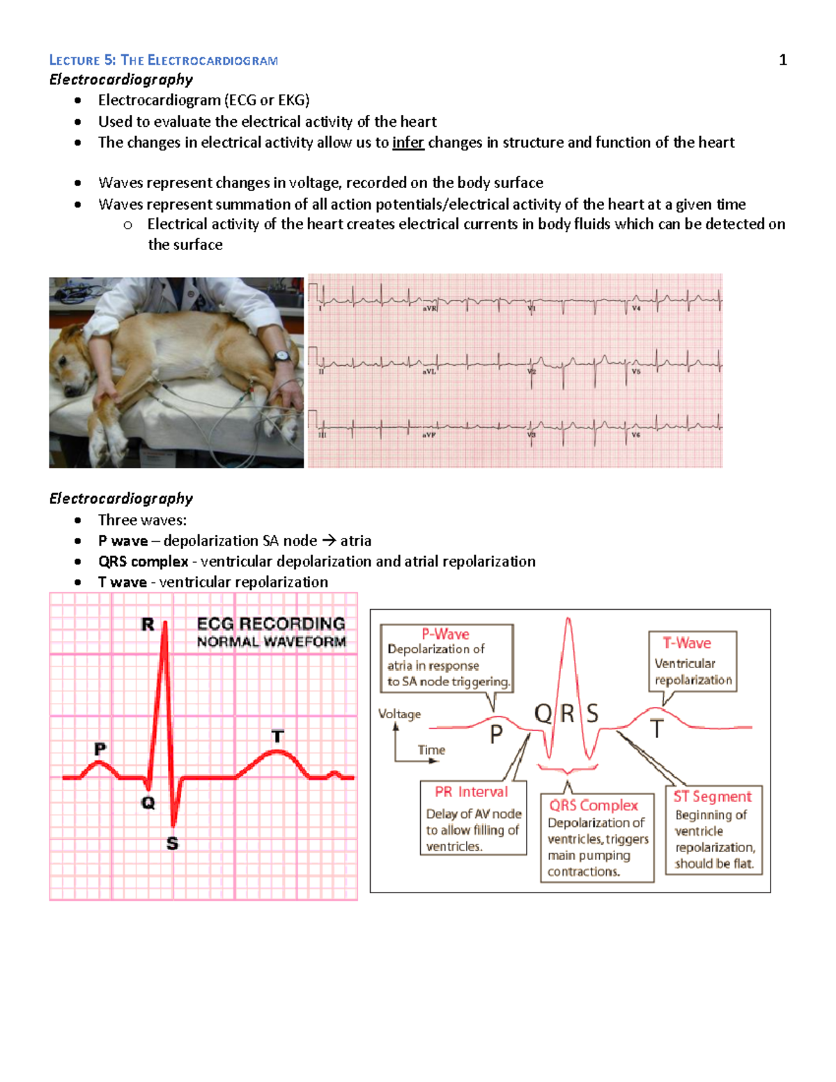 Lecture 5- The Electrocardiogram - Electrocardiography ...