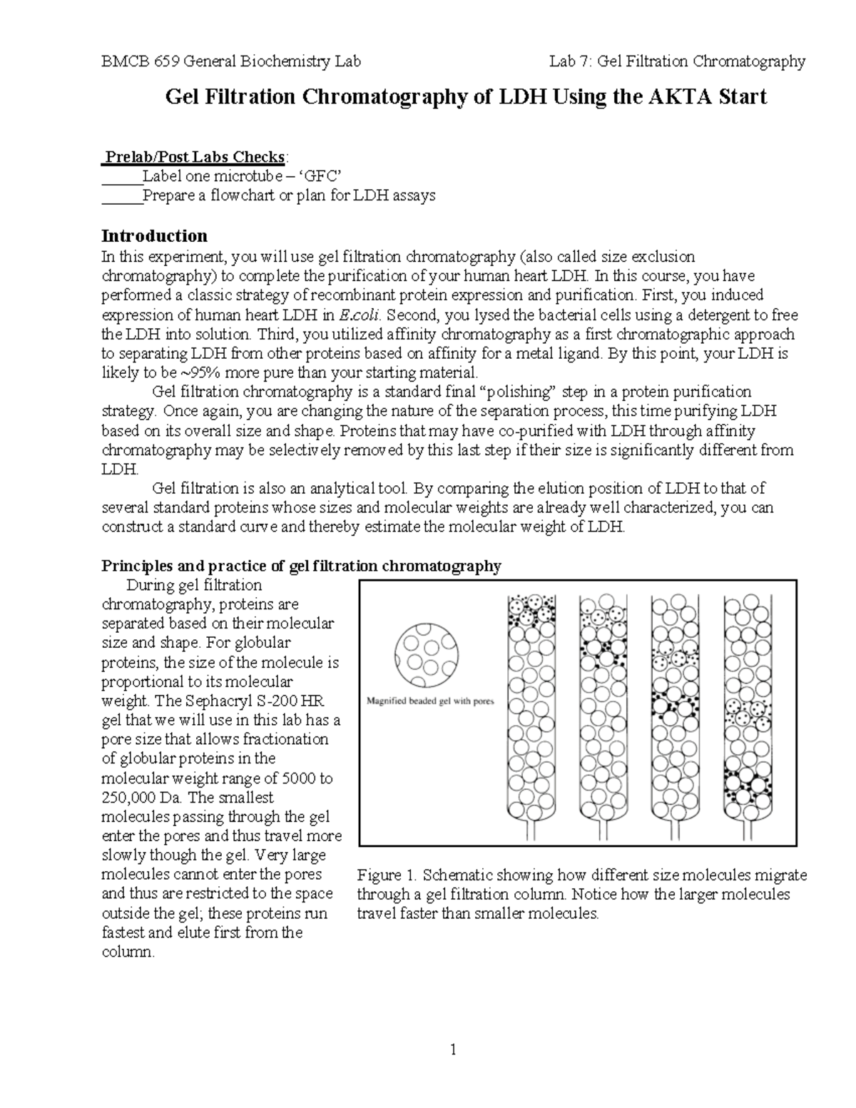 Microsoft Word Lab 7 Gel Filtration Chromatography Protocol Gel Filtration Chromatography of