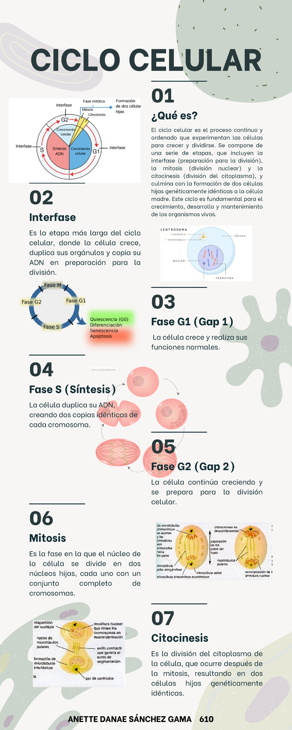 Infografía Ciclo Celular - 01 El ciclo celular es el proceso continuo y ...