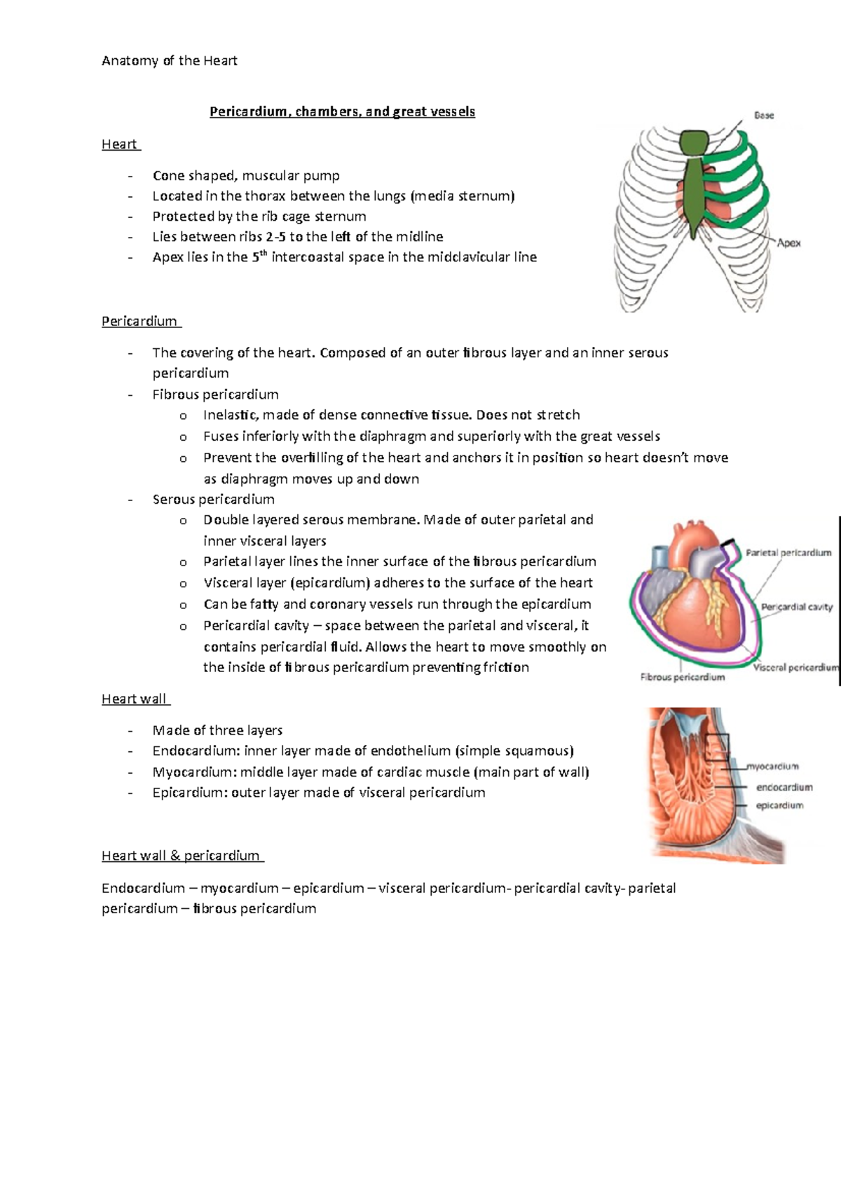 Anatomy of the heart - lecture notes - Pericardium, chambers, and great ...