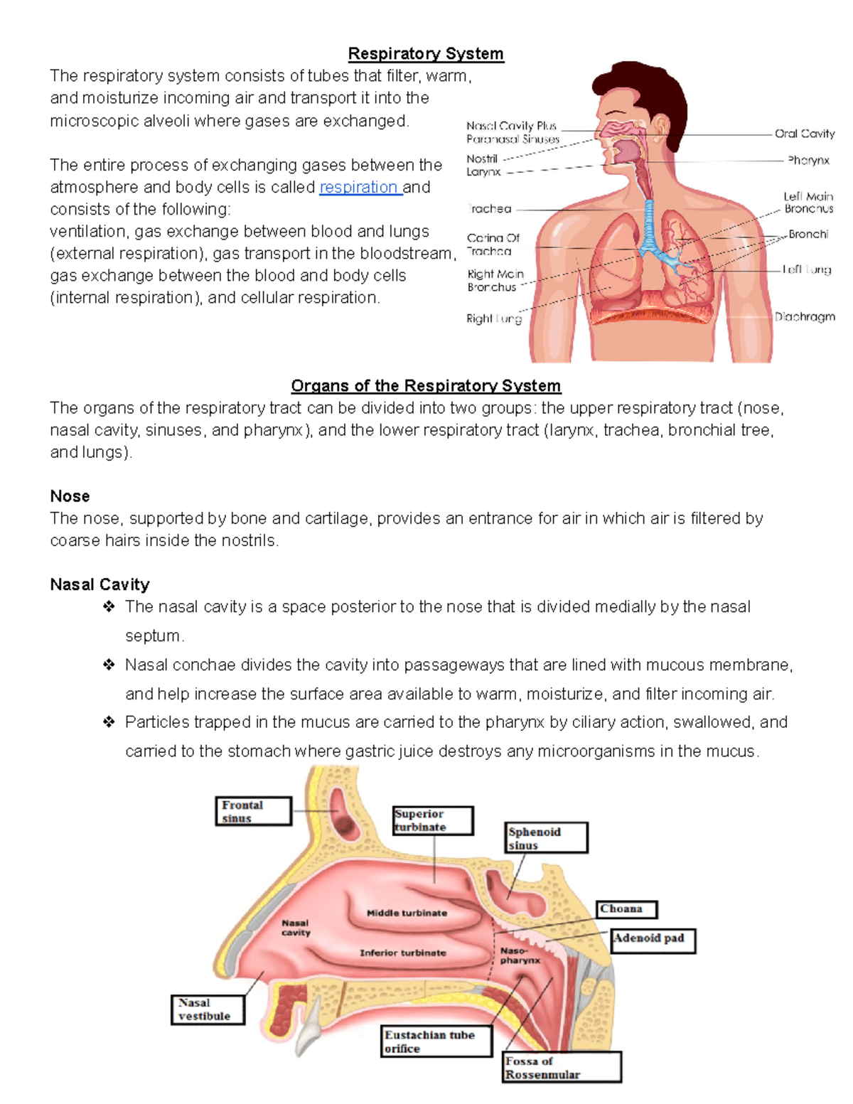 Respiratory System - Respiratory System The respiratory system consists ...